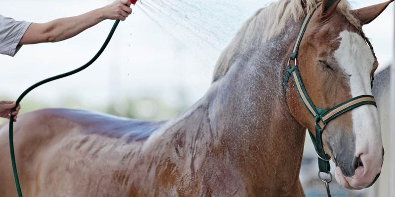 Grooming Sessions