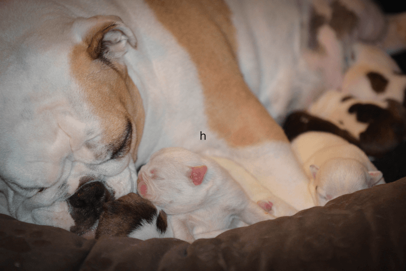 Difficulty Nursing
