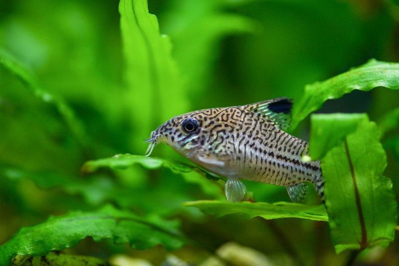 Corydoras Catfish