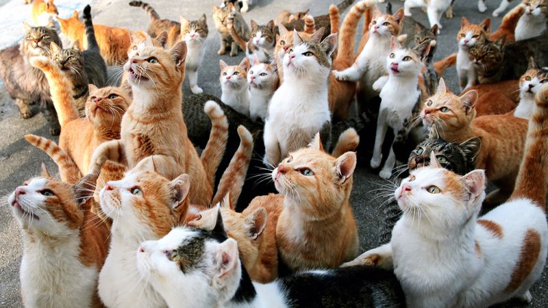 Evolution of Social Behaviors