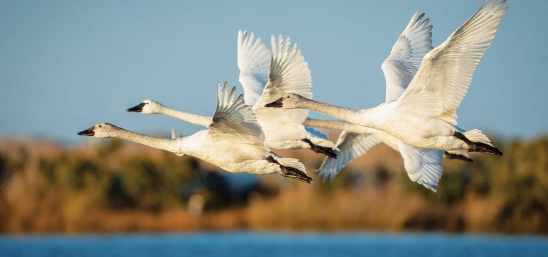 Swans' Impressive Migration Journeys