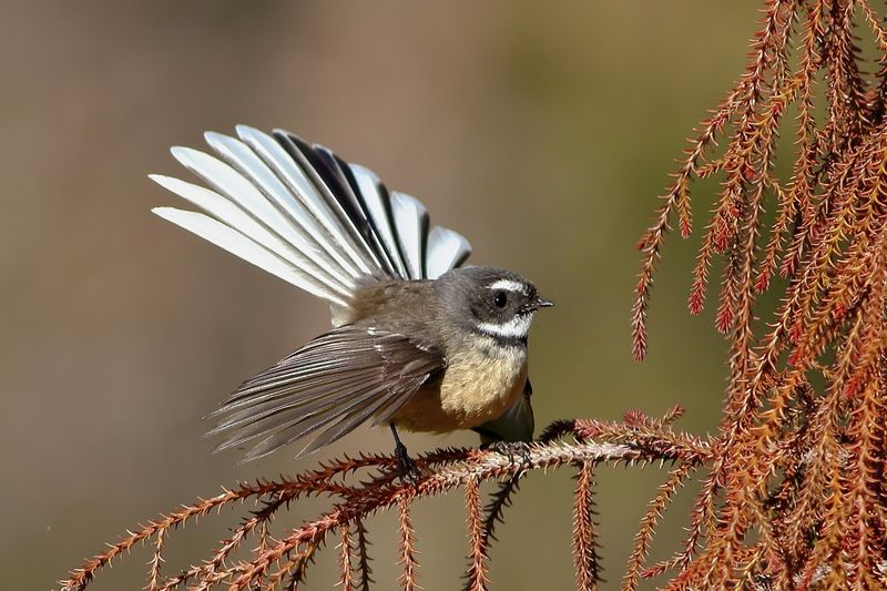 Fantail