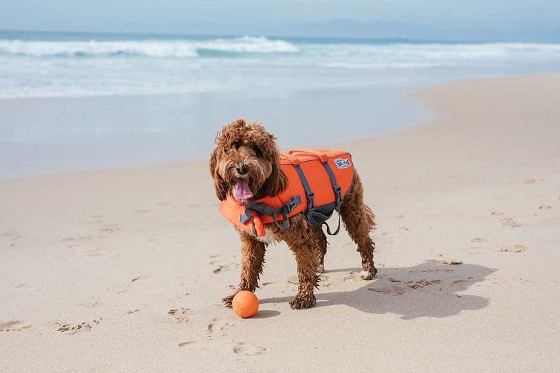 Dog Life Jacket