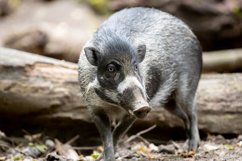 Visayan Warty Pig