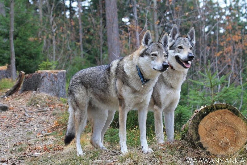 Czechoslovakian Wolfdog