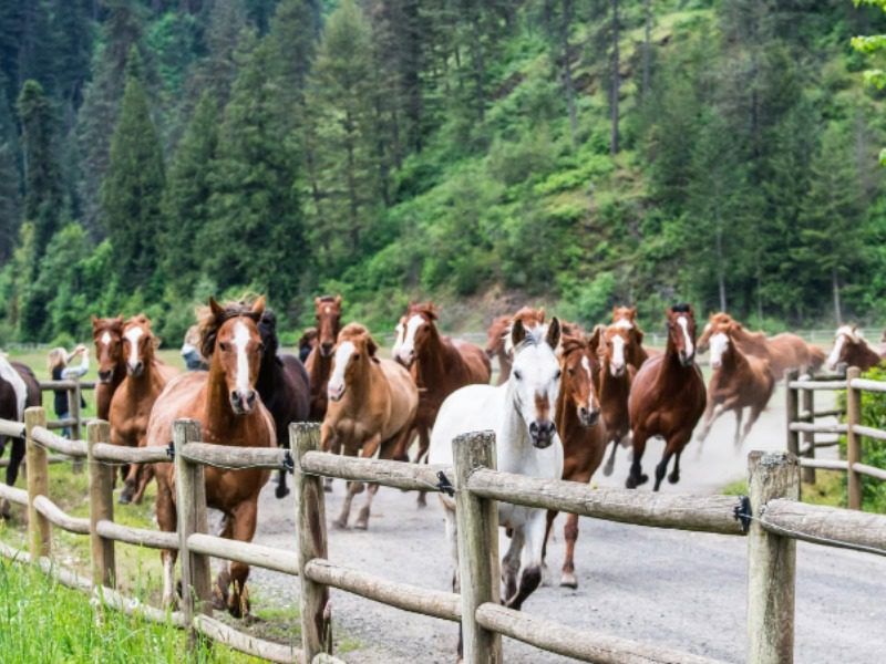 Red Horse Mountain Ranch, Idaho