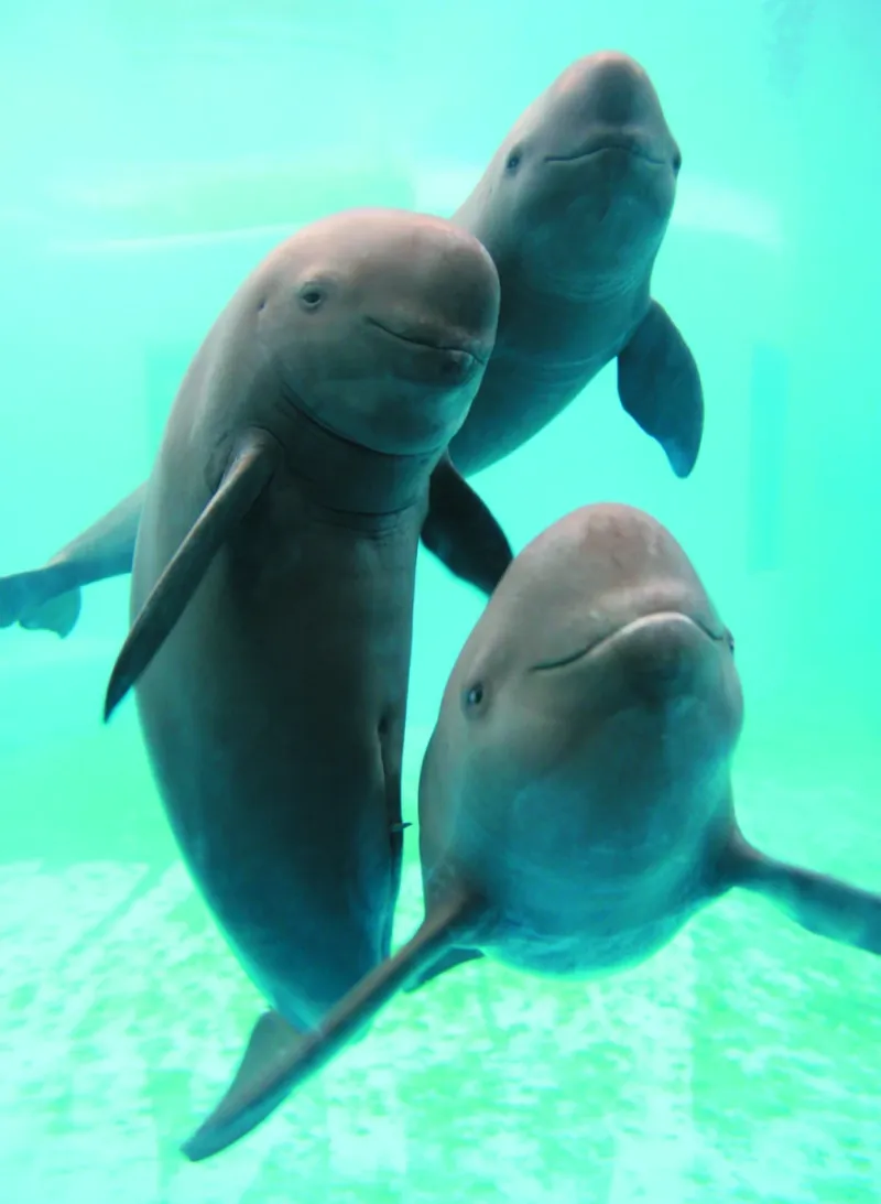 Yangtze Finless Porpoise