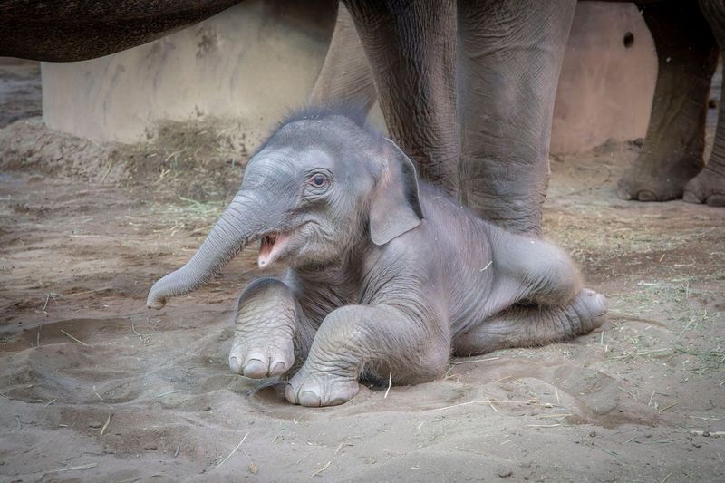 Baby Elephant “Tula-Tu”