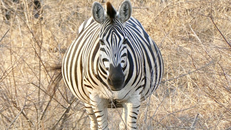 Zebra