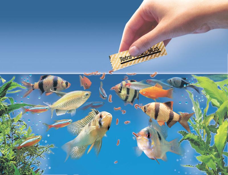 Overfeeding Your Fish