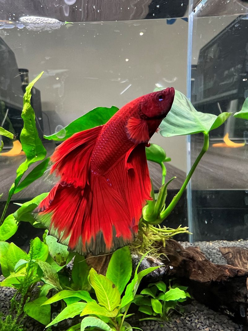 Betta Fish