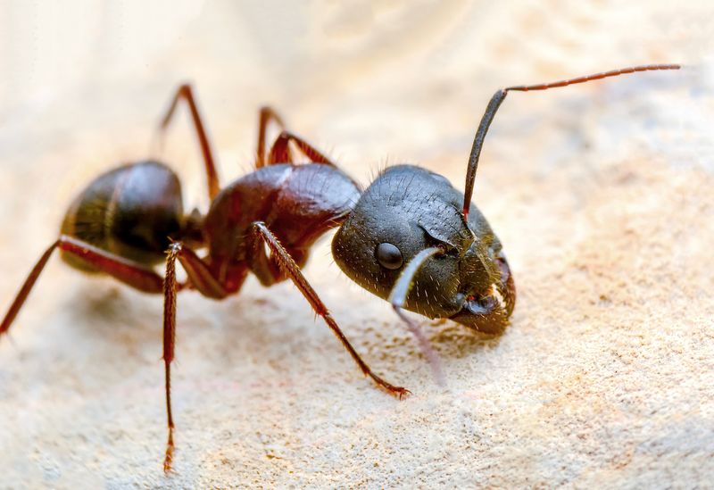 Fire Ant