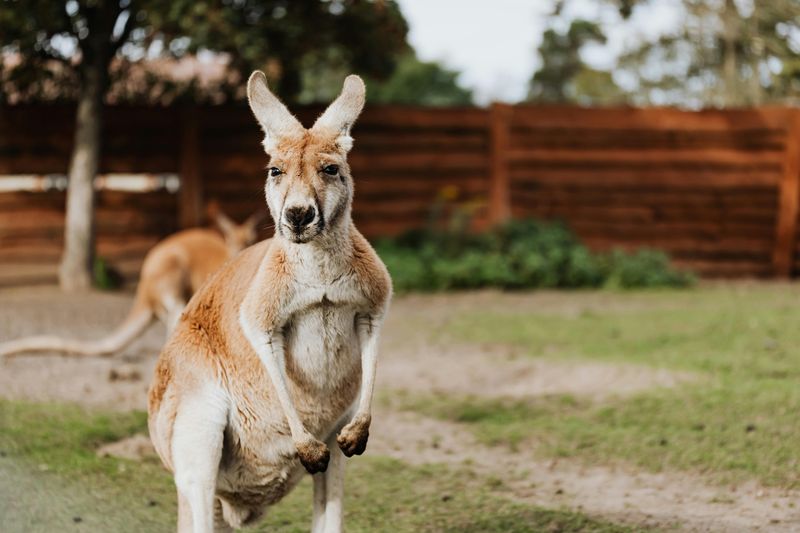 Red Kangaroo