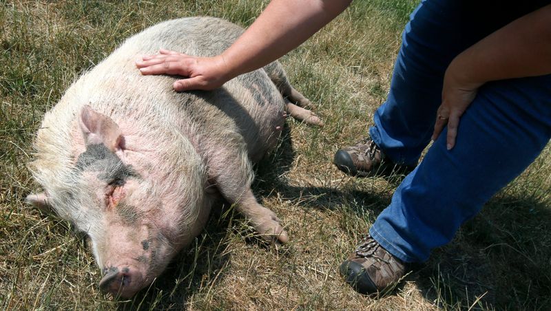 Potbellied Pigs