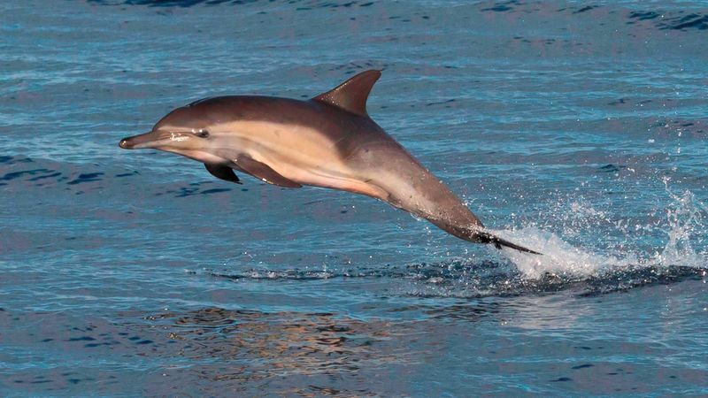Common Dolphin Fish