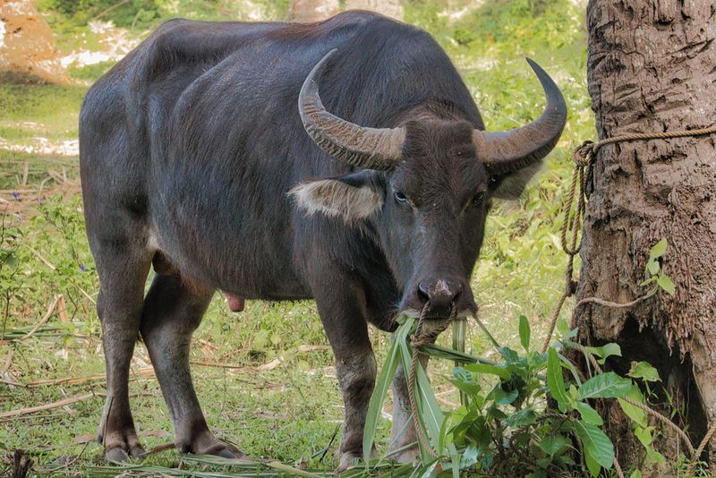 Carabao