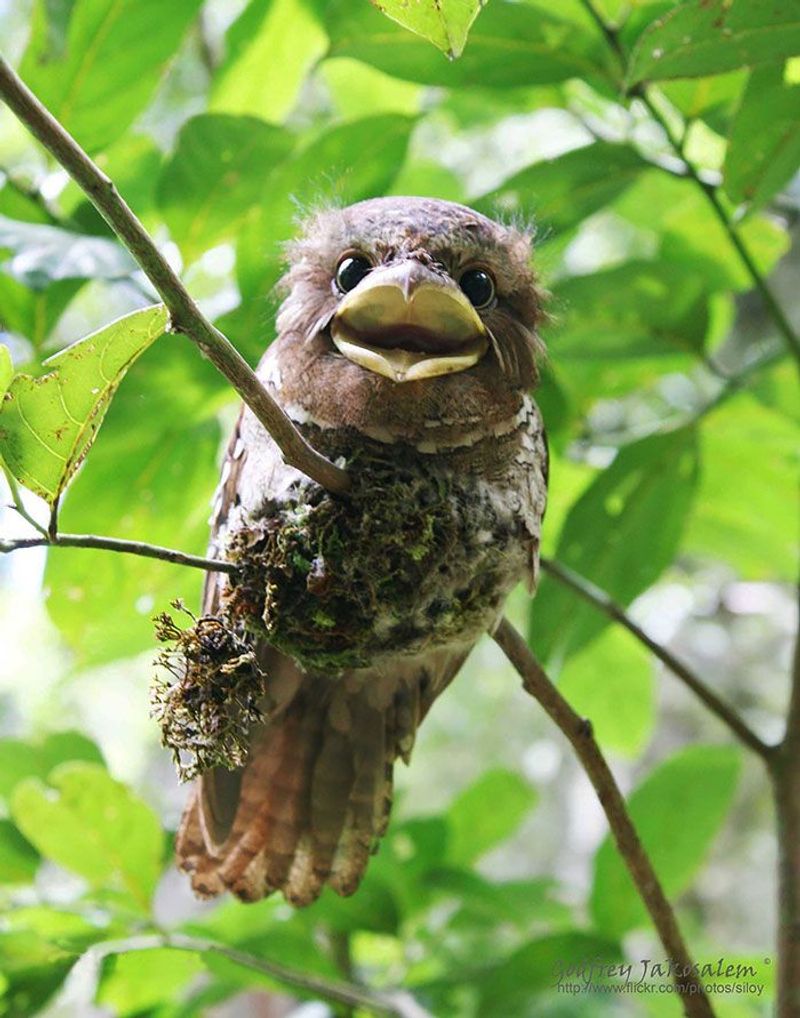Tawny Frogmouth