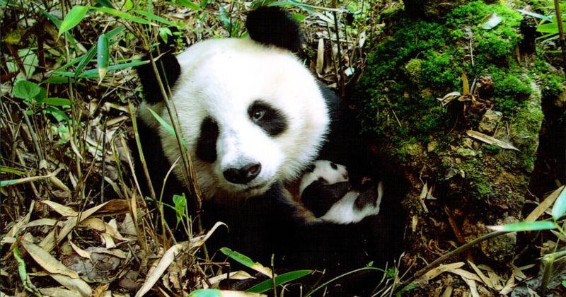 Giant Panda