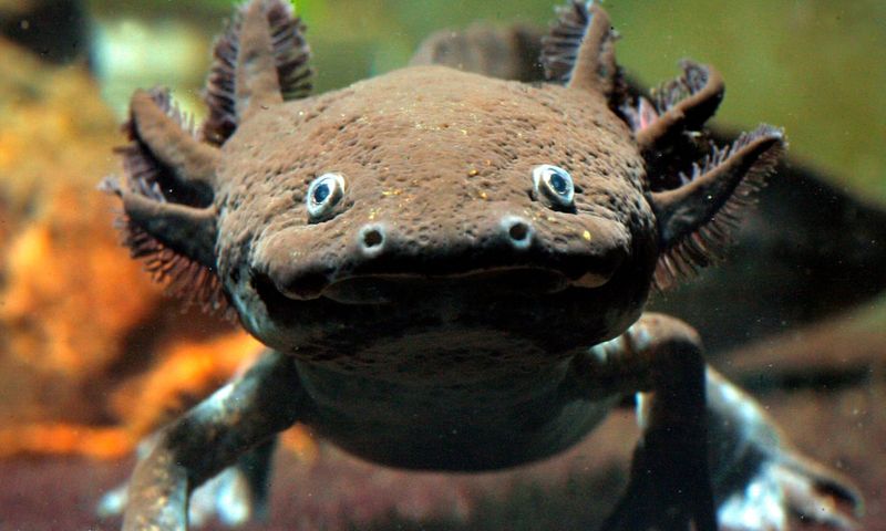 Axolotl
