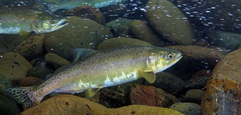 Pink Salmon