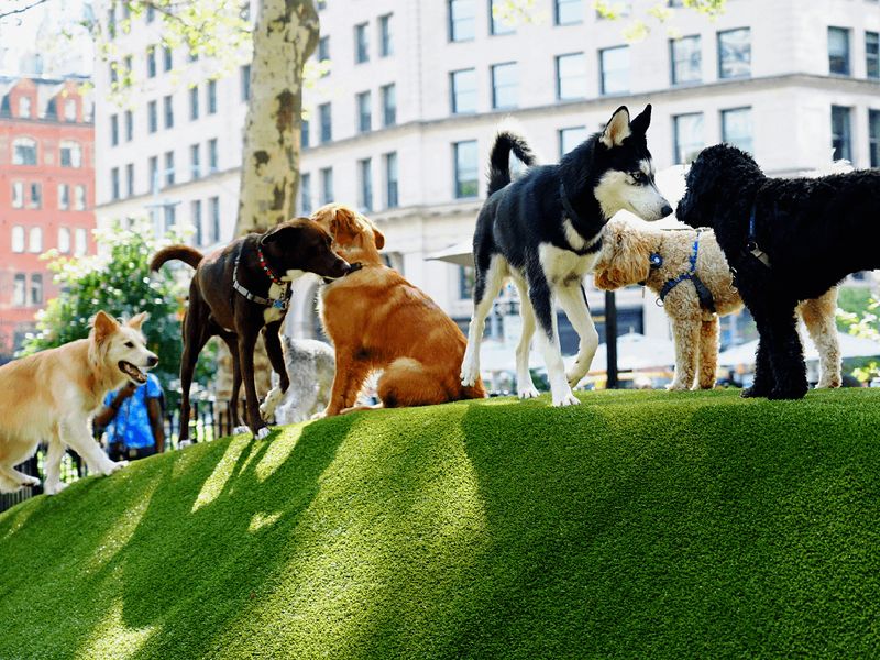 Socializing at Dog Parks