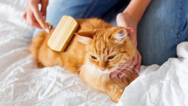 Ignoring Grooming Needs