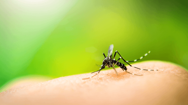 Ignoring Malaria Precautions