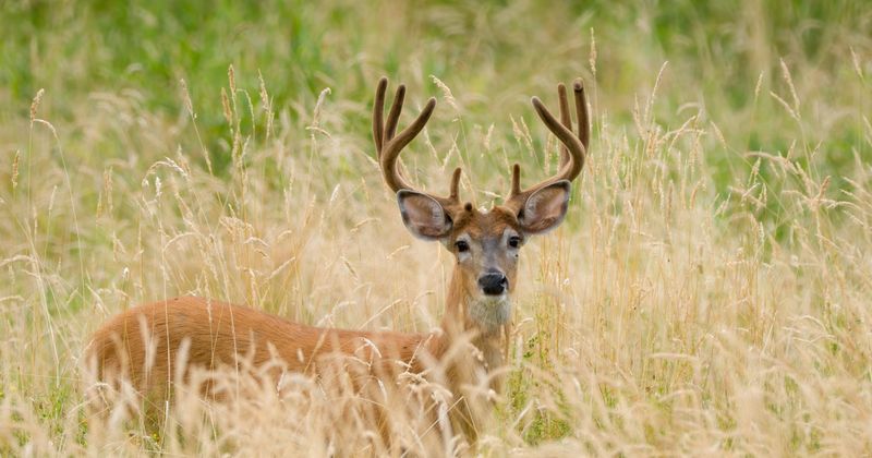 Columbian White-Tailed Deer