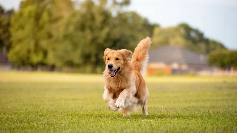 Intelligence and Trainability