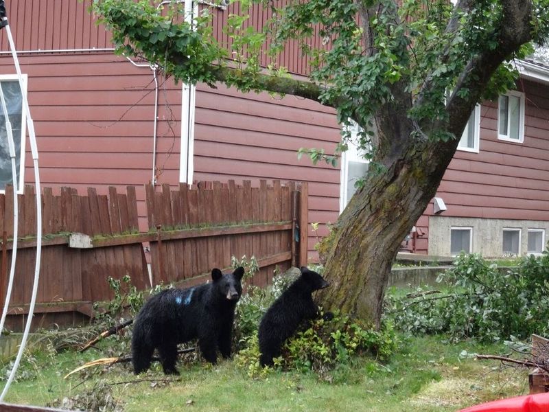 Jasper, Canada Window Break-in