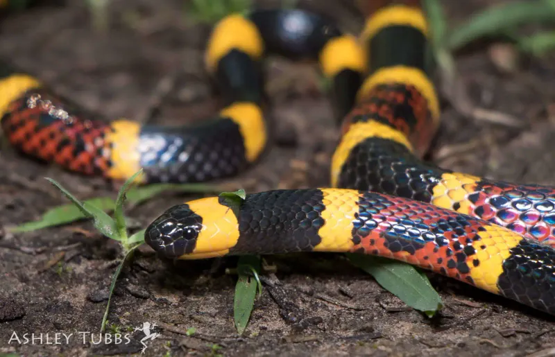 Texas - Coral Snake