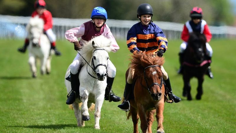 Shetland Pony