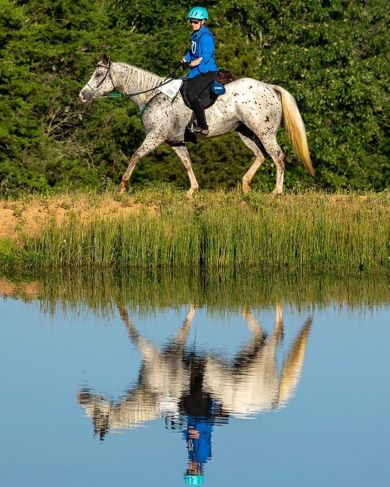 Appaloosa