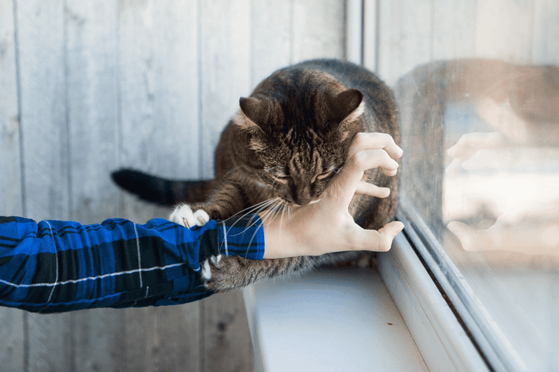 Territorial Behavior