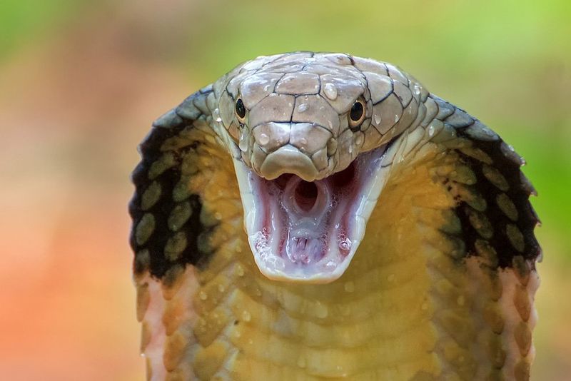 Hissing