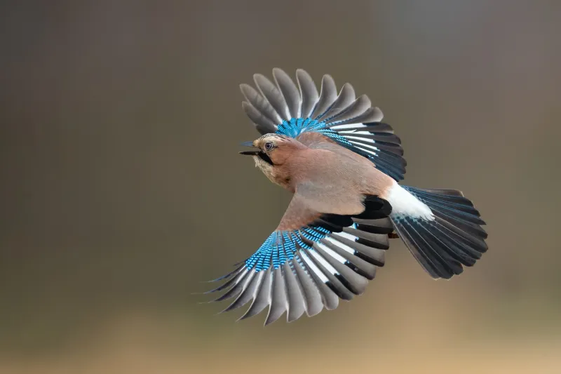 Wing Flashes