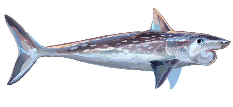 Helicoprion