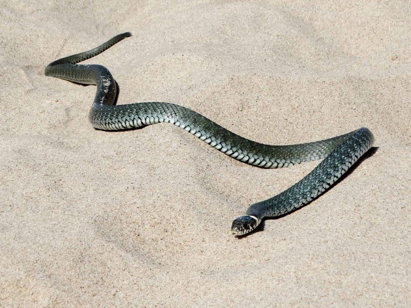 Florida