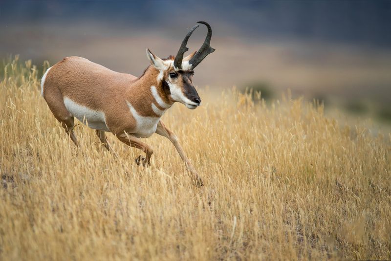 Pronghorn