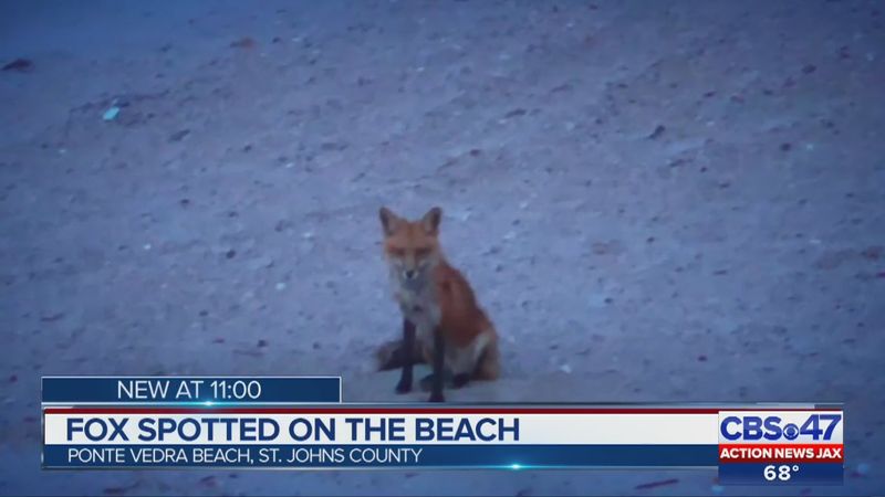 Florida: Sunshine and Foxes