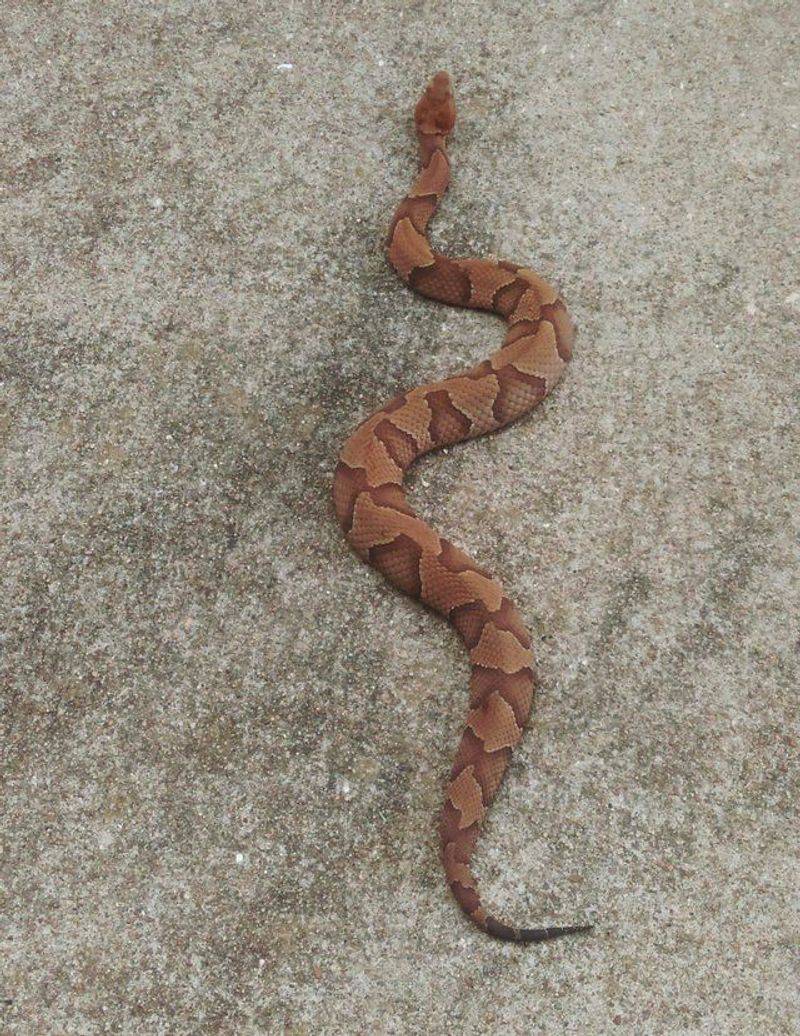 Southern Copperhead