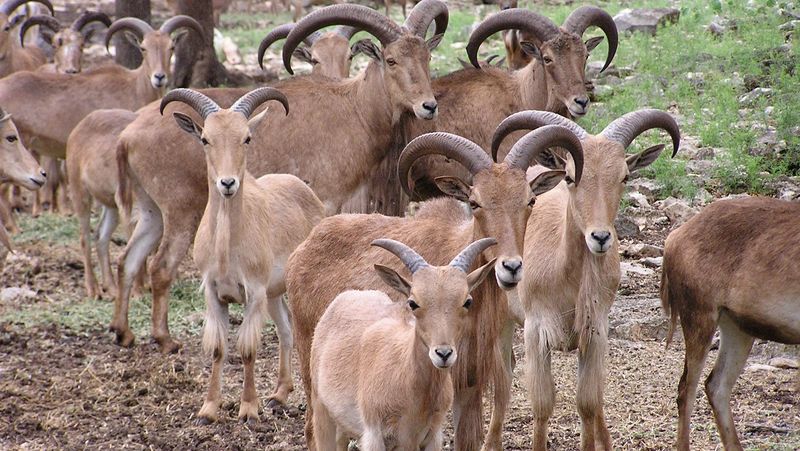 Aoudad Sheep Invasion