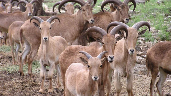 Texas Just Legalized Helicopter Hunting for Invasive Sheep—Here’s What That Means