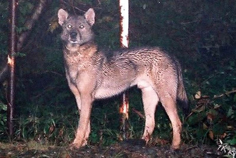 Honshu Wolf