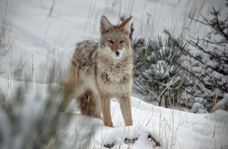 Montana's Mountain Residents