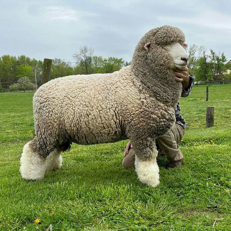 Corriedale Sheep