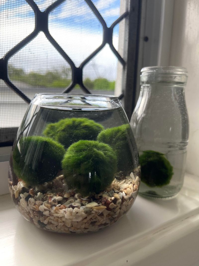 Marimo Moss Balls