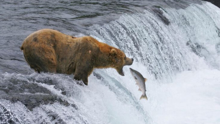 The 10 Fiercest Bears on Earth—and Where You Might Actually Encounter One