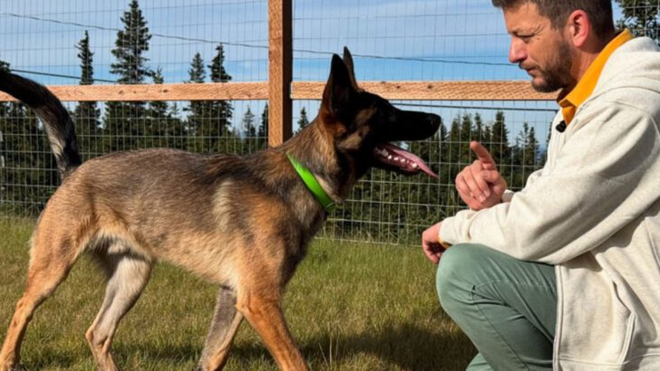 The 11 Worst Mistakes You Can Make as a Dog Owner