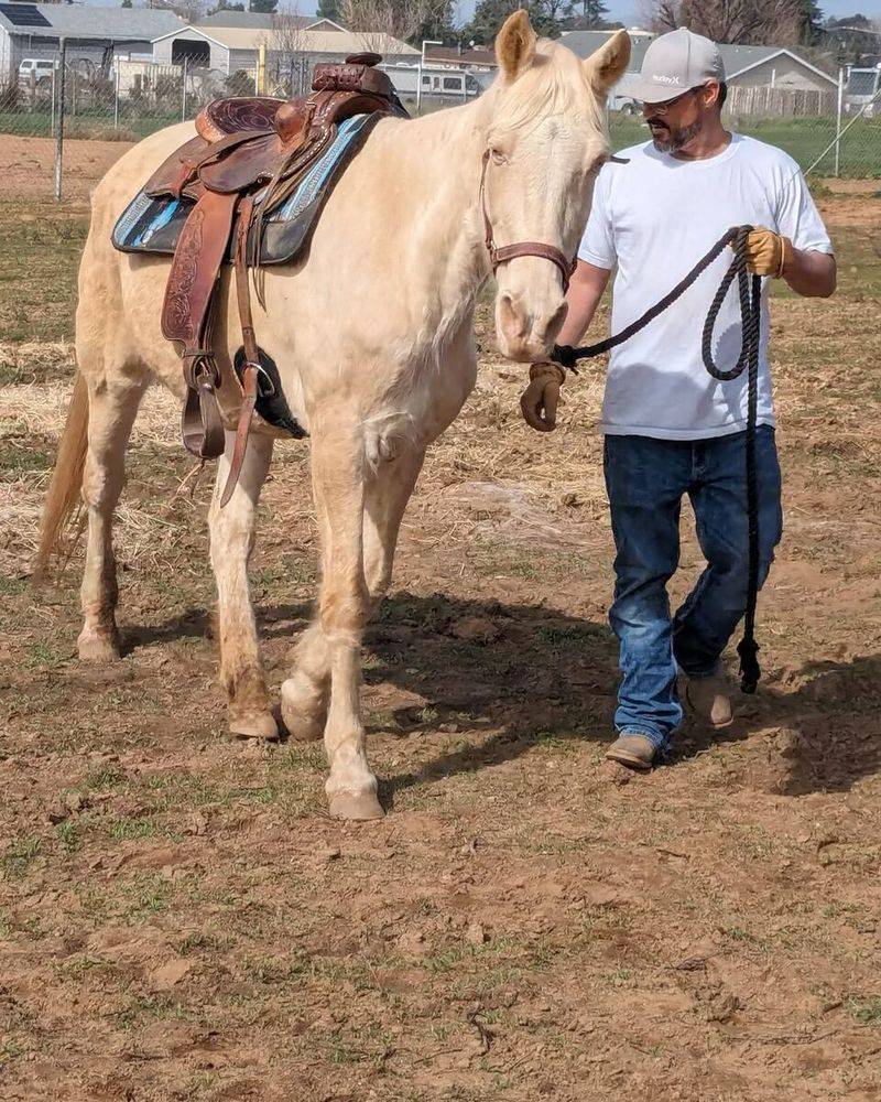 Tennessee Walking Horse